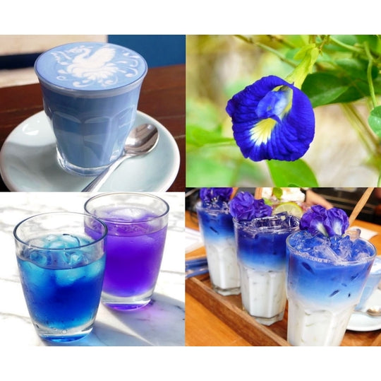 Butterfly Pea